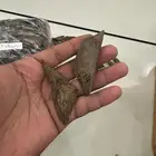 عود مروكي محسن ممتاز جده