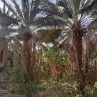 للبيع نخل عربي نضيف من السوس والعقر وادي الدواسر السليل