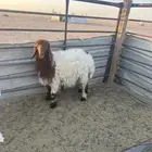 ذبايح