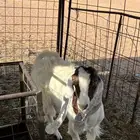 جفره مغلقه شحم
