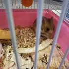 هامستر نشيط مع القفص