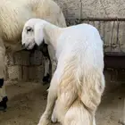 نعجه يتبعها رخله