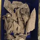 عود ارياني فاخر   دبل وتربل فوحان يلفت الأنظار