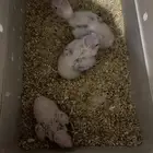 كنيور اناناس