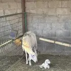 حريه سنها رباع تحتها واحد للبيع