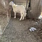 طلي حري مقفل شحم