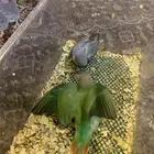 فراحت روز غر