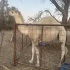 قعود حق للبيع طيب