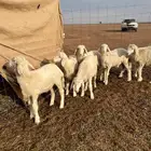 بهم مراح فاخر