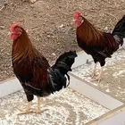 ديوك بلدي قديمه   افرق ابو تاج وعادي ..