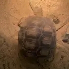 بريه