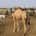 قعود للبيع