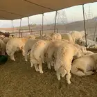 حري ذبائح مناسبات ذبايح ضيوف ثلاجه يوجد صلاخه وتوصيل