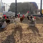 البيع ديوك طيبه وصحه شرط