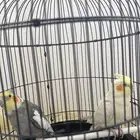 ببغا ذكر وأنثى للبيع كروان مع قفصين