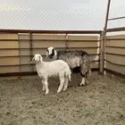 شاه حدرها طلي مكبوس