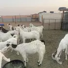 ماعز بيض في رماح