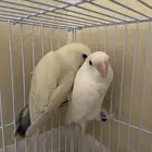 للبيع جوز روز البينو ( تم البيع الله يبارك للمشتري )