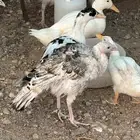 رومي مريض للبيع
