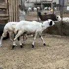 رخال تربية للبيع