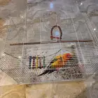 بغبغاء صن كنيور ذكر