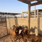 تيوس طيبة