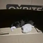 قطط كتن صغيره محتاجه تبني