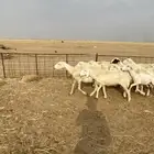ضان طيبه (((تم البيع)))