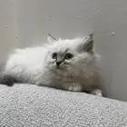 قط و قطة كيتن هملايا بيور وشيرازي للبيع عمر 50 يوم مفطومين