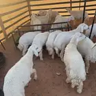 طليان حريات