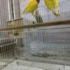 زوج روز منتج