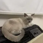 قطه سكوتش فولد شورت هير وهملايا أصيله للتزاوج