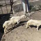 فران