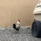 ديوك فيومية للبيع