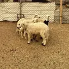 خمس رخال بلديه