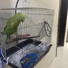 ببغاء الدرة