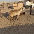 شاه ساكنيه والد