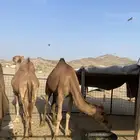 للبيع بكرتين لقح سواحل )تم البيع خارج الموقع