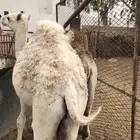 حشوان مناسبات العمر من 5 الى 6 شهور