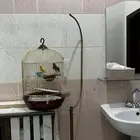كناري الليف يغرد الذكر الزوج يبيض