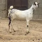 جفار بيشيات صنف اللبيع