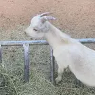 ماعز قزم ذكر