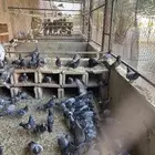 عشة كاملة للبيع