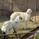 حرية معها خروف