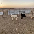 ذبايح نجدي وحري محافظة عقلة الصقور وماجاورها