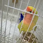 روز للبيع