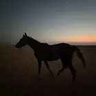 حصان شعبي معسوف هادي