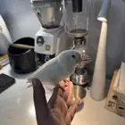 ببغاء روز البينو اليف وهدد داخلي