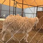 شاه حايل السن سديس لحم وشحم