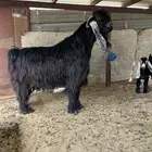 تيس عارضي معرف